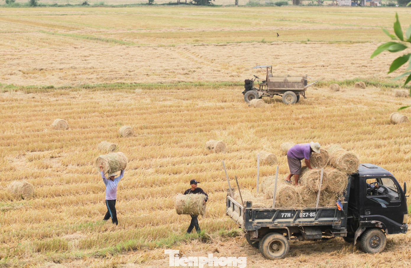 Rơm được cuộn thành từng cục phơi khô đem về cho trâu, bò. (Ảnh: Trương Định)