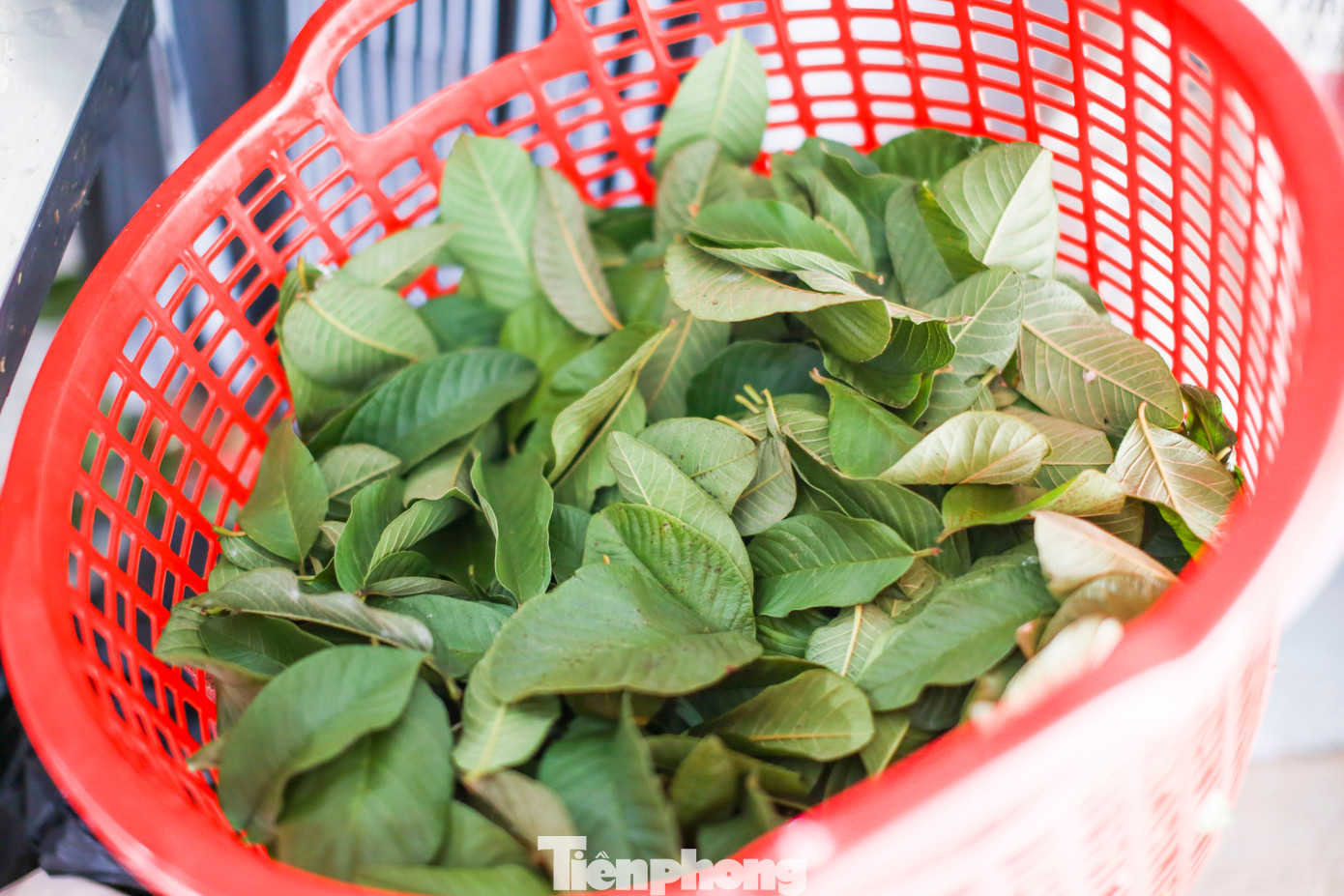 Điểm khác biệt của nem Chợ Huyện là dùng lá ổi để gói. Ảnh: Trương Định Điểm khác biệt của nem Chợ Huyện là dùng lá ổi để gói. Ảnh: Trương Định