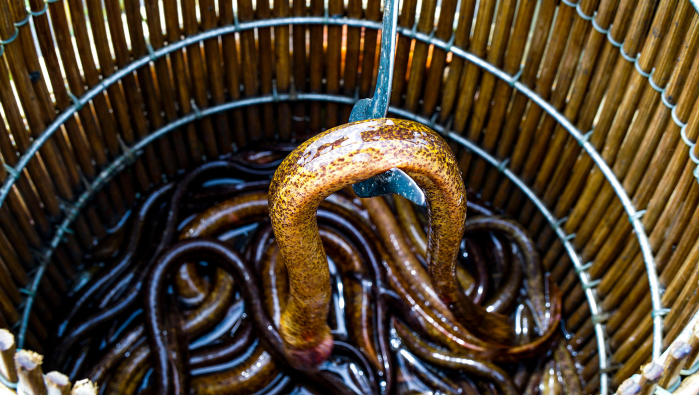 Người dân cho hay, lươn sau khi cào về được thương lái đến tận nhà mua sỉ với giá bình quân 100 nghìn đồng/kg, nếu lươn to loại 1kg (10-15 con) thì họ mua giá 120 nghìn đồng/kg.