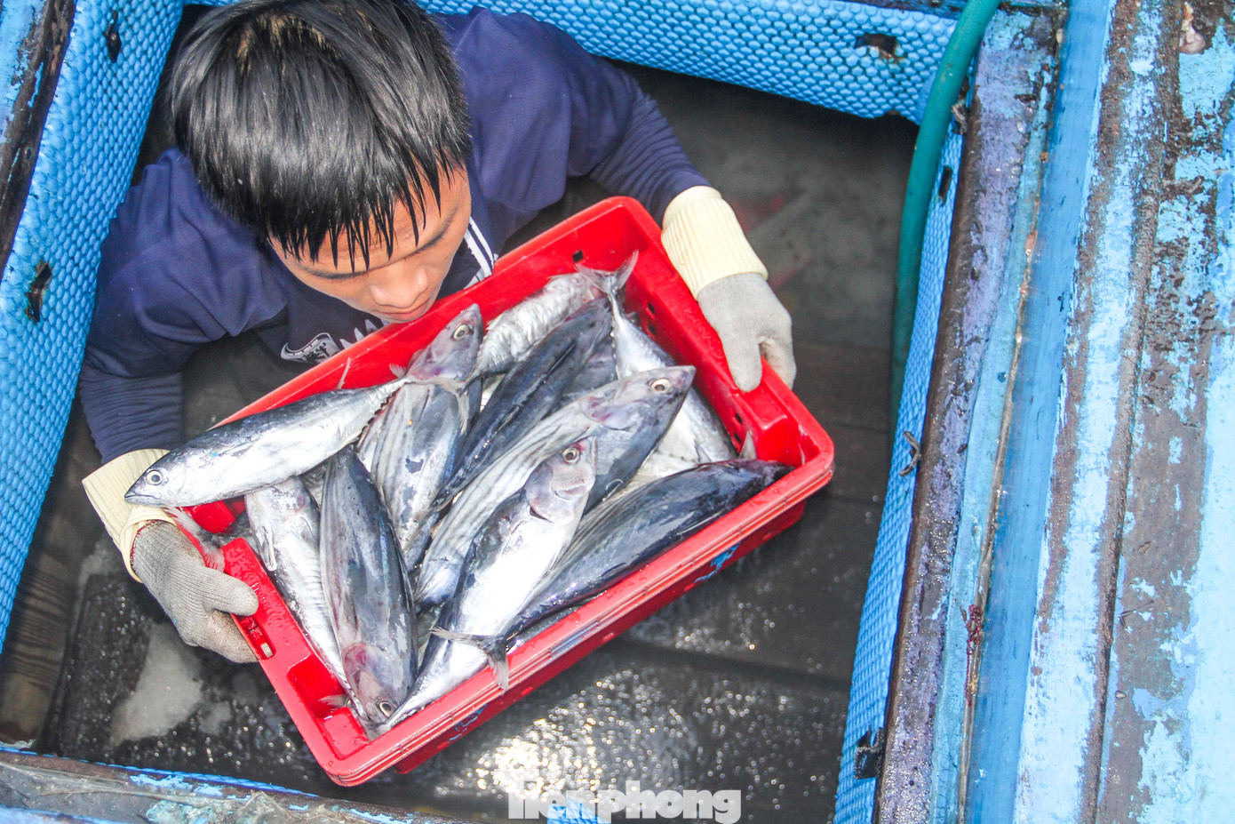 Ngư dân bốc cá ra khỏi hầm chứa để bán cho thương lái. Ảnh: Trương Định