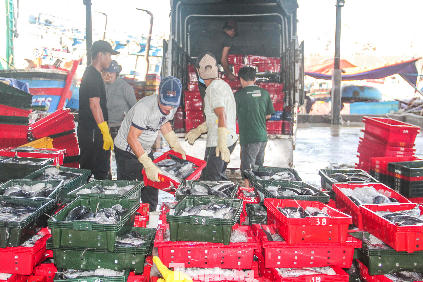 Tổng sản lượng khai thác thủy sản tháng 8 ước đạt 26.622,2 tấn, tăng 2,4% so cùng kỳ. Ảnh: Trương Định