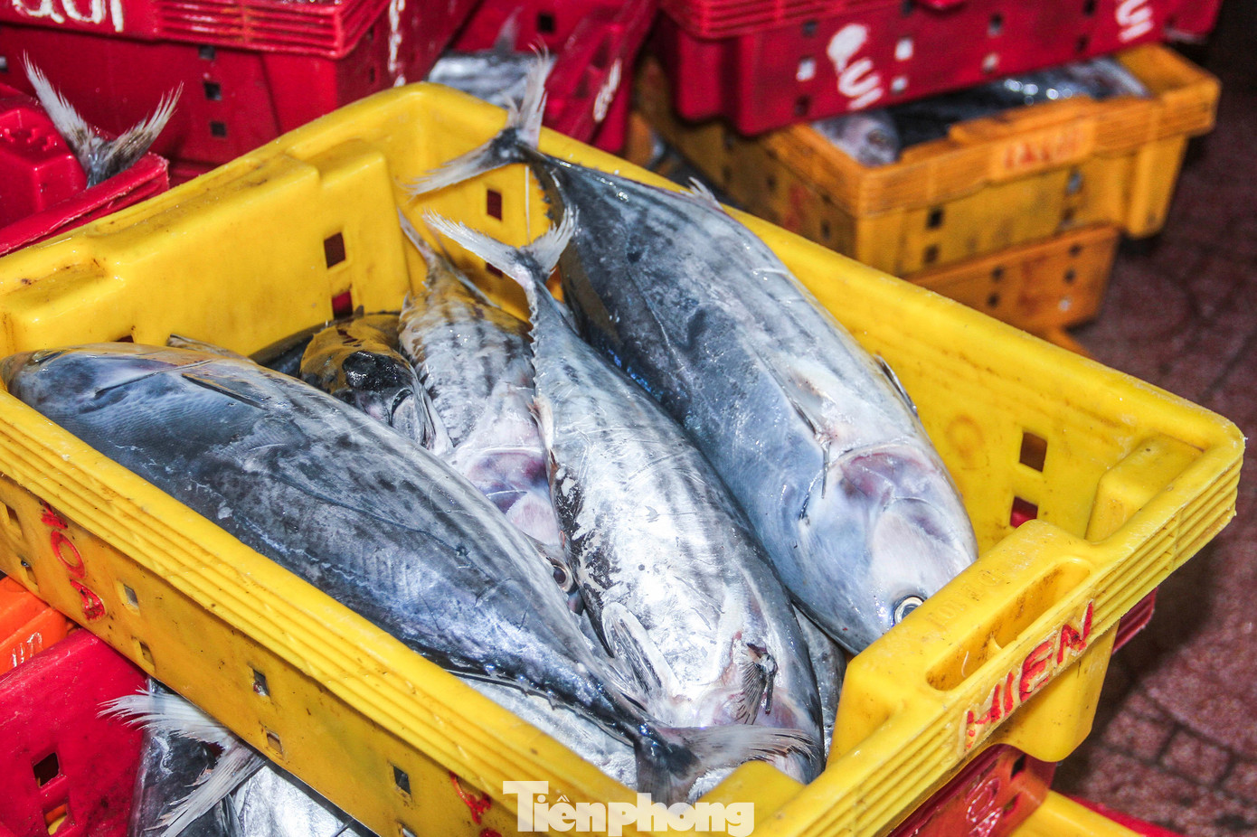 Qua tìm hiểu, hiện cá ngừ sọc dưa từ 25.000-35.000 đồng/kg. Ảnh: Trương Định