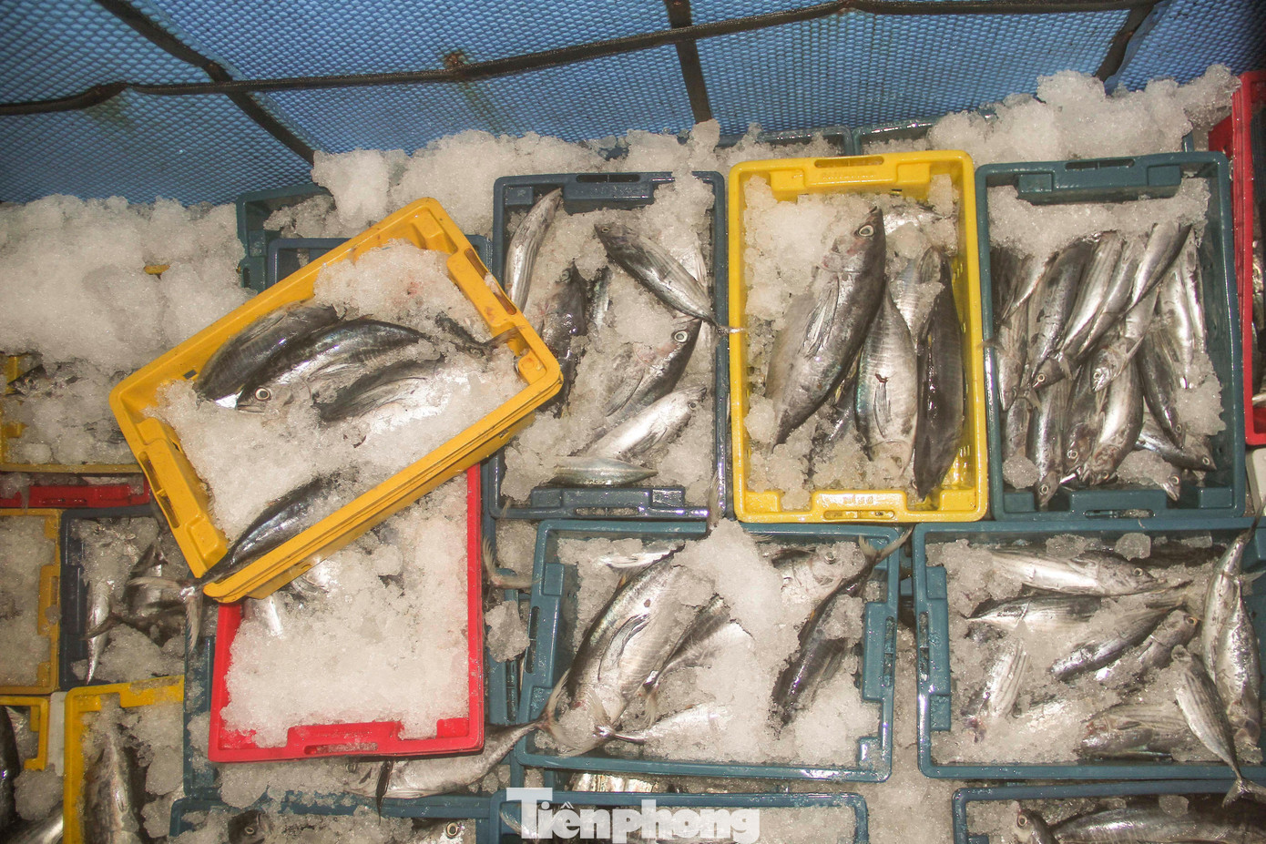 Tàu cá ngư dân khẳm be, hầm ướp cá đầy cá ngừ sọc dưa. Ảnh: Trương Định