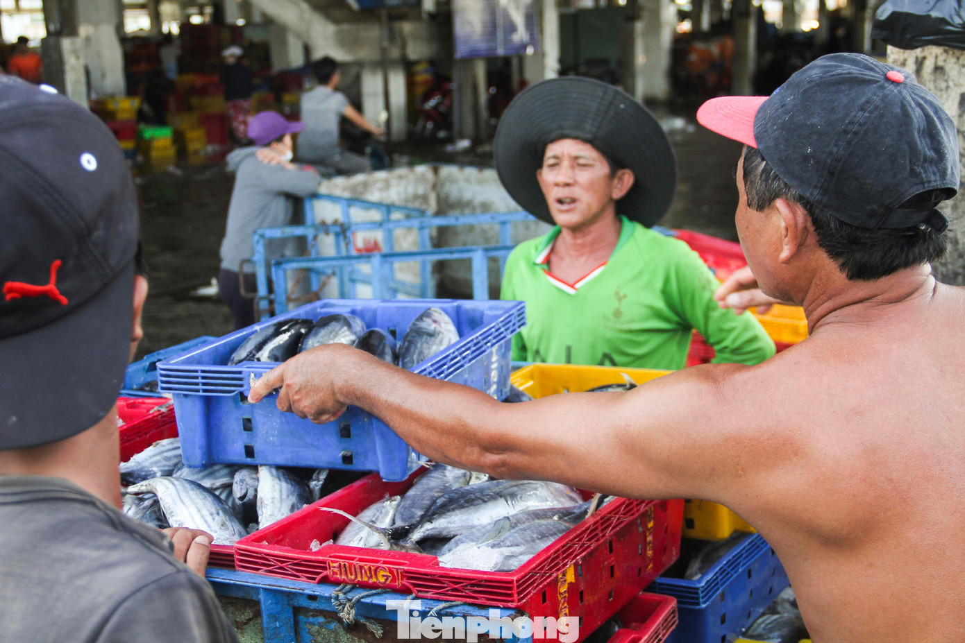 Sở NN&amp;PTNT tỉnh Bình Định cho hay, toàn tỉnh có 5.987 tàu cá đăng ký hoạt động. Trong tháng 8, toàn tỉnh có khoảng 4.700 tàu cá tham gia hoạt động khai thác, so với cùng kỳ năm 2021 (4.820 tàu) giảm 120 tàu. Ảnh: Trương Định