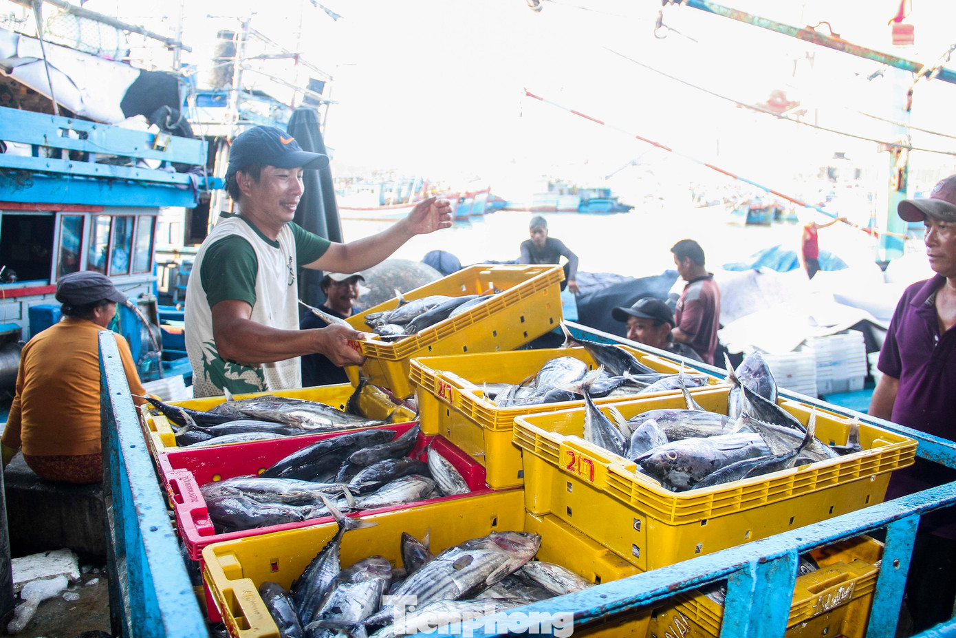 Qua ghi nhận, đến chiều tối 31/8, tại cảng cá Quy Nhơn nhiều tàu thuyền trong và ngoài tỉnh Bình Định vẫn đang cập cảng để xuất bán sản phẩm. Tàu nào cũng khẳm be, những hầm ướp đầy cá ngừ sọc dưa. Ảnh: Trương Định