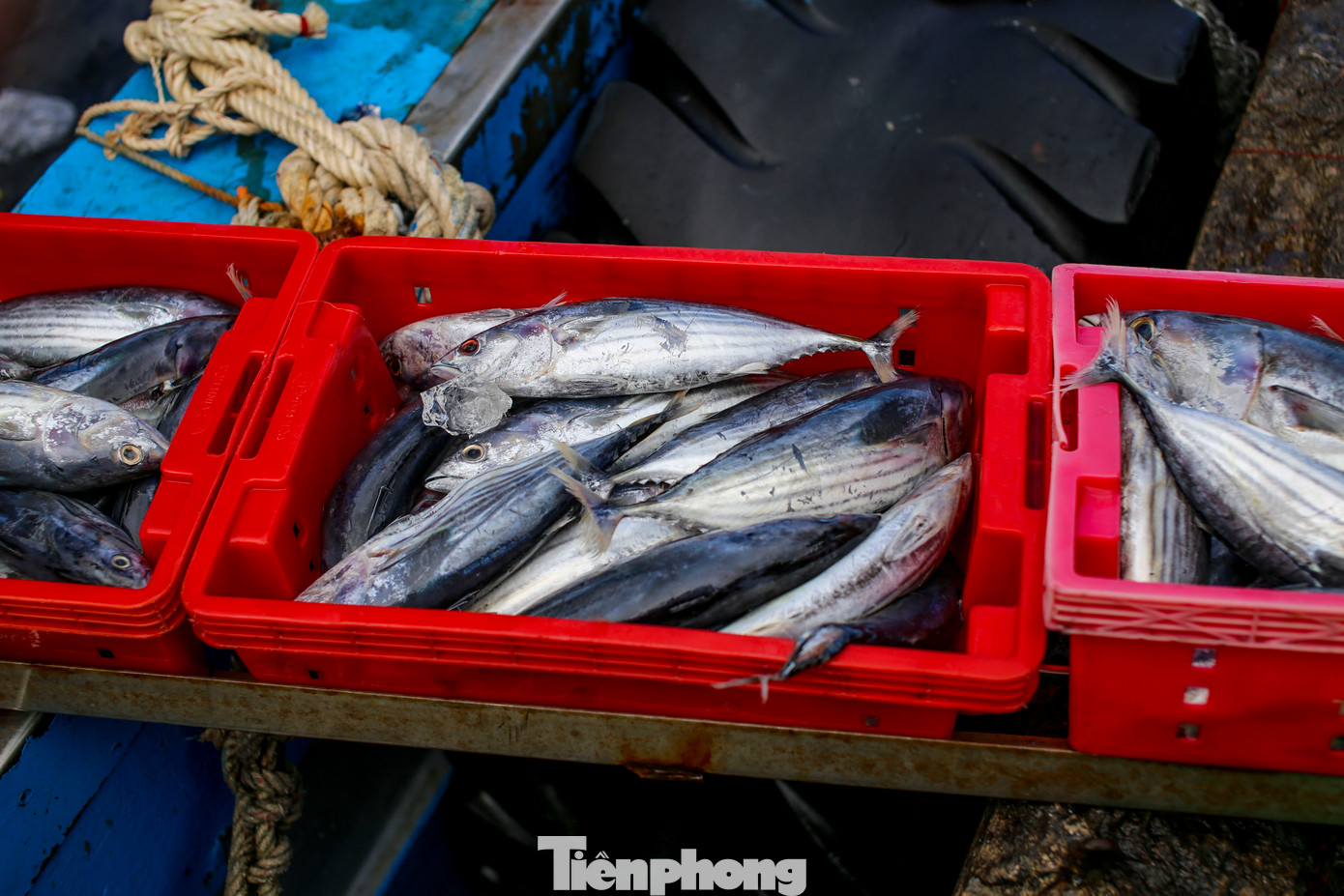 Bình Định là một trong những địa phương có đội tàu đánh bắt xa bờ lớn của cả nước. Thời gian qua, trước thông tin việc Trung Quốc ban hành lệnh cấm đánh bắt cá trên Biển Đông, ngư dân vẫn không nao núng. Ảnh: Trương Định