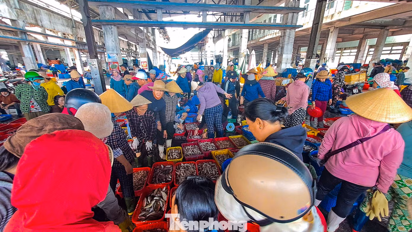 Không khí nhộn nhịp tại cảng cá Quy Nhơn. Ảnh: Trương Định