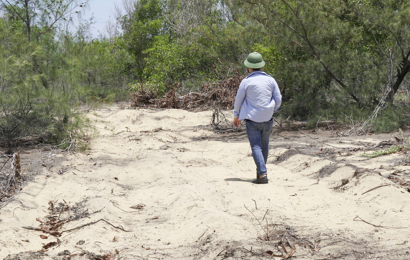 Rừng dương ven biển ở xã Mỹ An. Rừng dương ven biển ở xã Mỹ An.