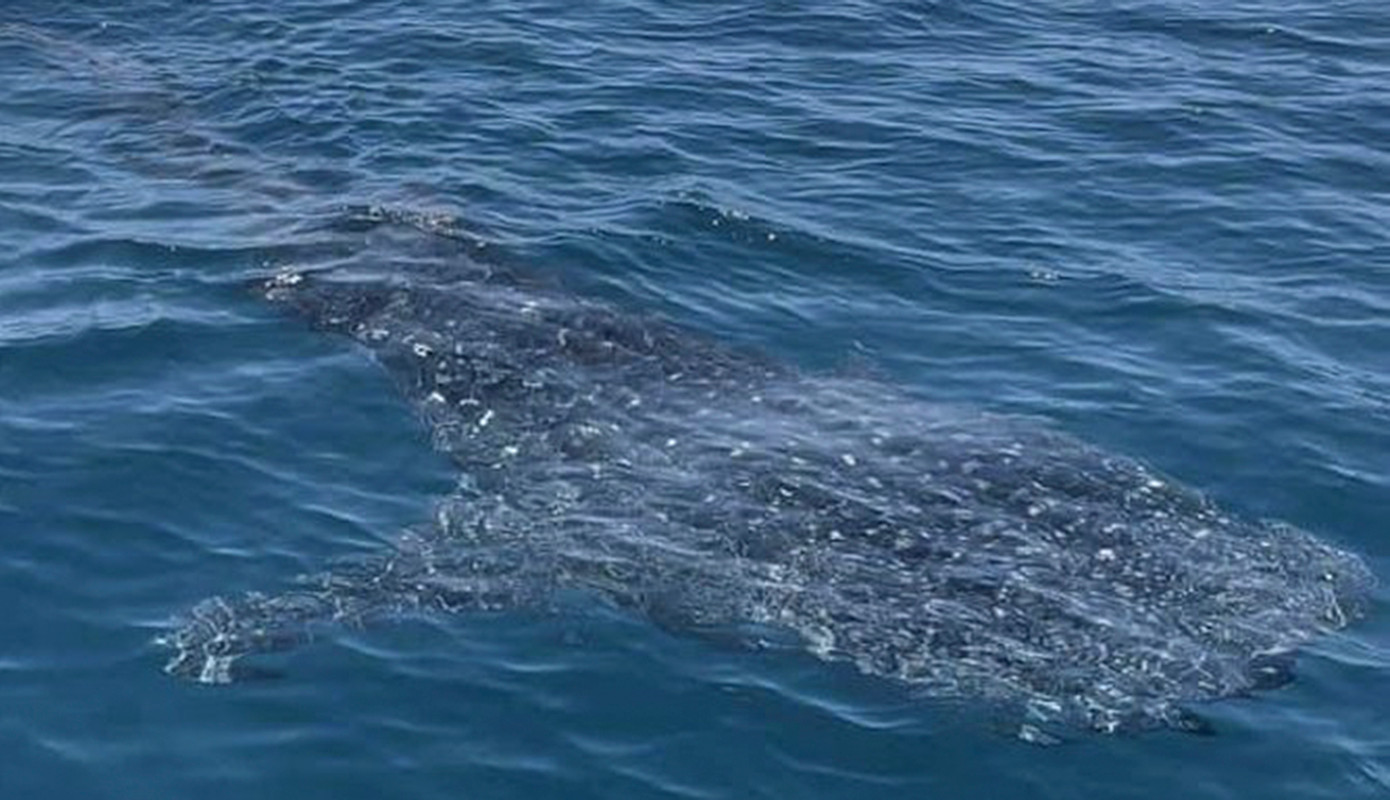 Hình ảnh cá nhám voi xuất hiện tại vùng biển Nhơn Lý. Ảnh: Nhật Phong