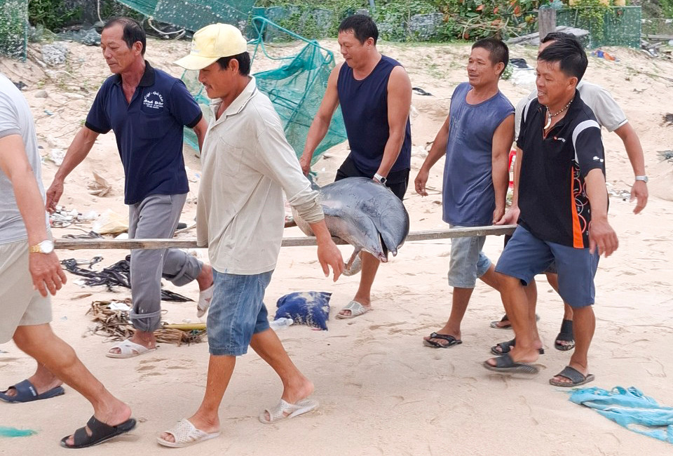 Người dân đưa cá heo vào bờ. Ảnh: Tám Niên Người dân đưa cá heo vào bờ. Ảnh: Tám Niên