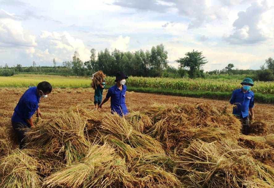ĐVTN thu hoạch lúa giúp người dân. ĐVTN thu hoạch lúa giúp người dân.