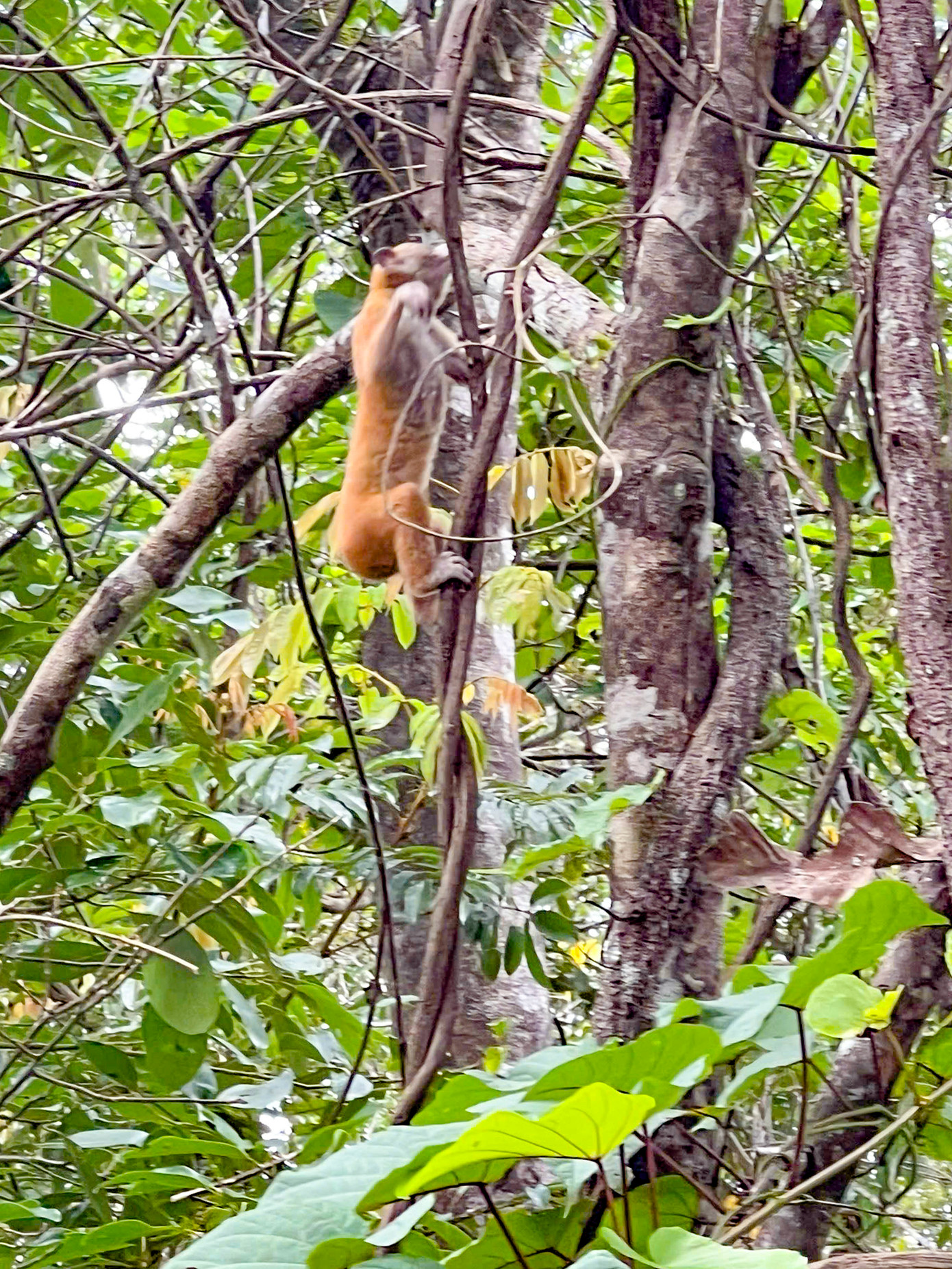 Hệ động thực vật ở khu bảo tồn thiên nhiên An Toàn đa dạng, và phong phú. Ảnh: KL
