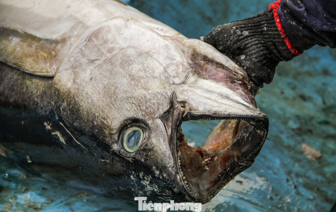 Cũng cập cảng Quy Nhơn sau chuyến đánh xuyên Tết, tàu cá BĐ 97528 TS của ngư dân Huỳnh Tánh (43 tuổi, ở phường Tam Quan Bắc, TX Hoài Nhơn) chỉ bán được hơn 1 tấn cá các loại. Cộng hết tiền bán cá chưa được 150 triệu đồng nhưng tiền chi phí cho chuyến biển đã hết 160 triệu nên không có tiền chia cho bạn tàu. Theo ông, do chuyến biển này tàu gặp gió to, nước chảy xiết, tàu thường xuyên phải tìm nơi tránh gió nên sản lượng đánh bắt rất thấp. Ảnh: Trương Định