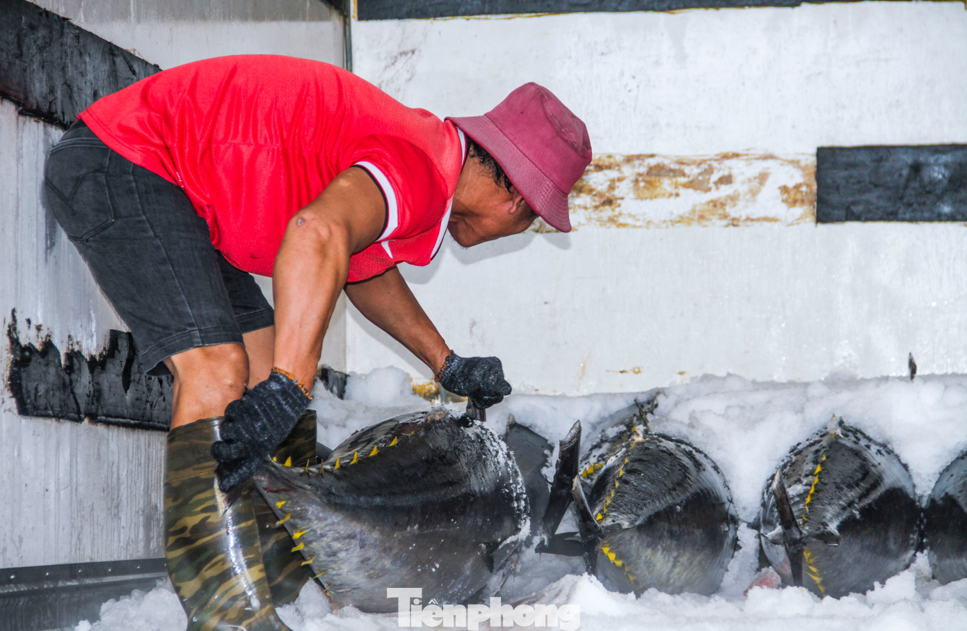 Theo ngư dân, năm nay rất nhiều tàu cá đi chuyến biển xuyên Tết, đánh bắt kém hiệu quả như mọi năm. Đây là tình trạng chung do ảnh hưởng của thời tiết. Ảnh: Trương Định
