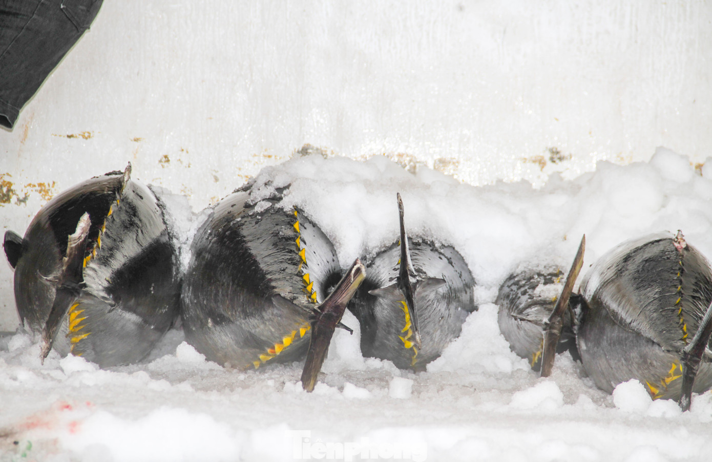 Cá được cho lên xe đông lạnh đưa đi tiêu thụ. Ảnh: Trương Định