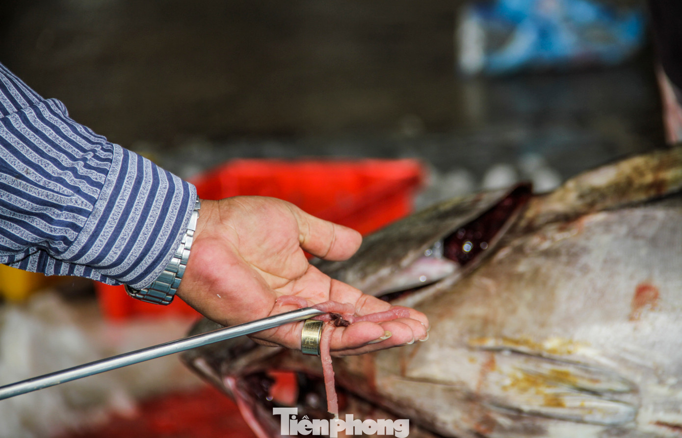 Thương lái kiểm tra chất lượng thịt cá ngừ đại dương trước khi cho lên xe. Ảnh: Trương Định