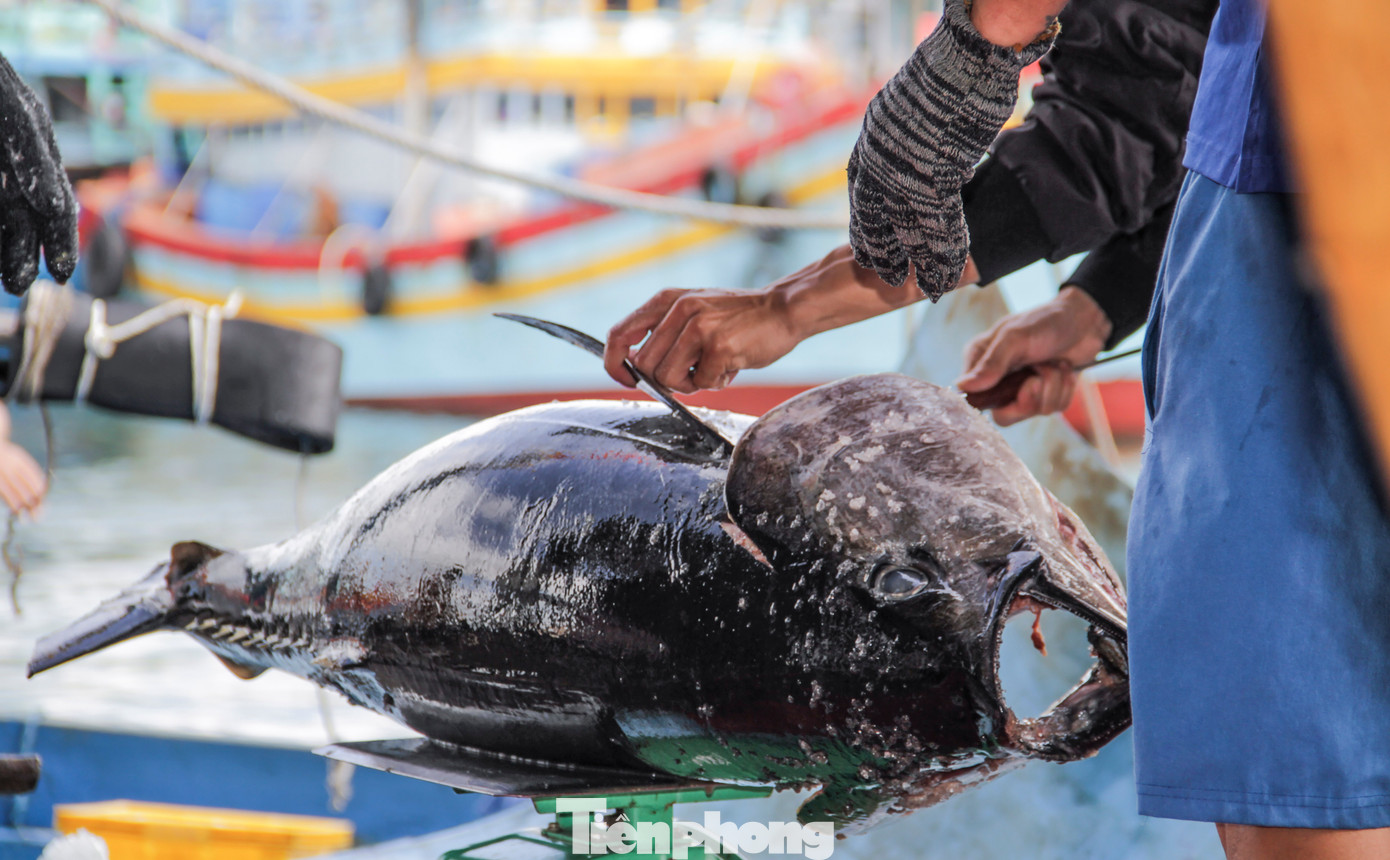 Hơn 20 năm đi biển với 18 năm đón Tết trên biển, ngư dân Lê Văn Nguyện (64 tuổi, TX Hoài Nhơn) cũng chia sẻ, dịp Tết anh em thuyền viên ra khơi khai thác thủy sản cũng mong muốn cá mực đầy khoang. Thế nhưng, chuyến biển này sản lượng thấp quá nên anh em cũng kém vui. Ảnh: Trương Định