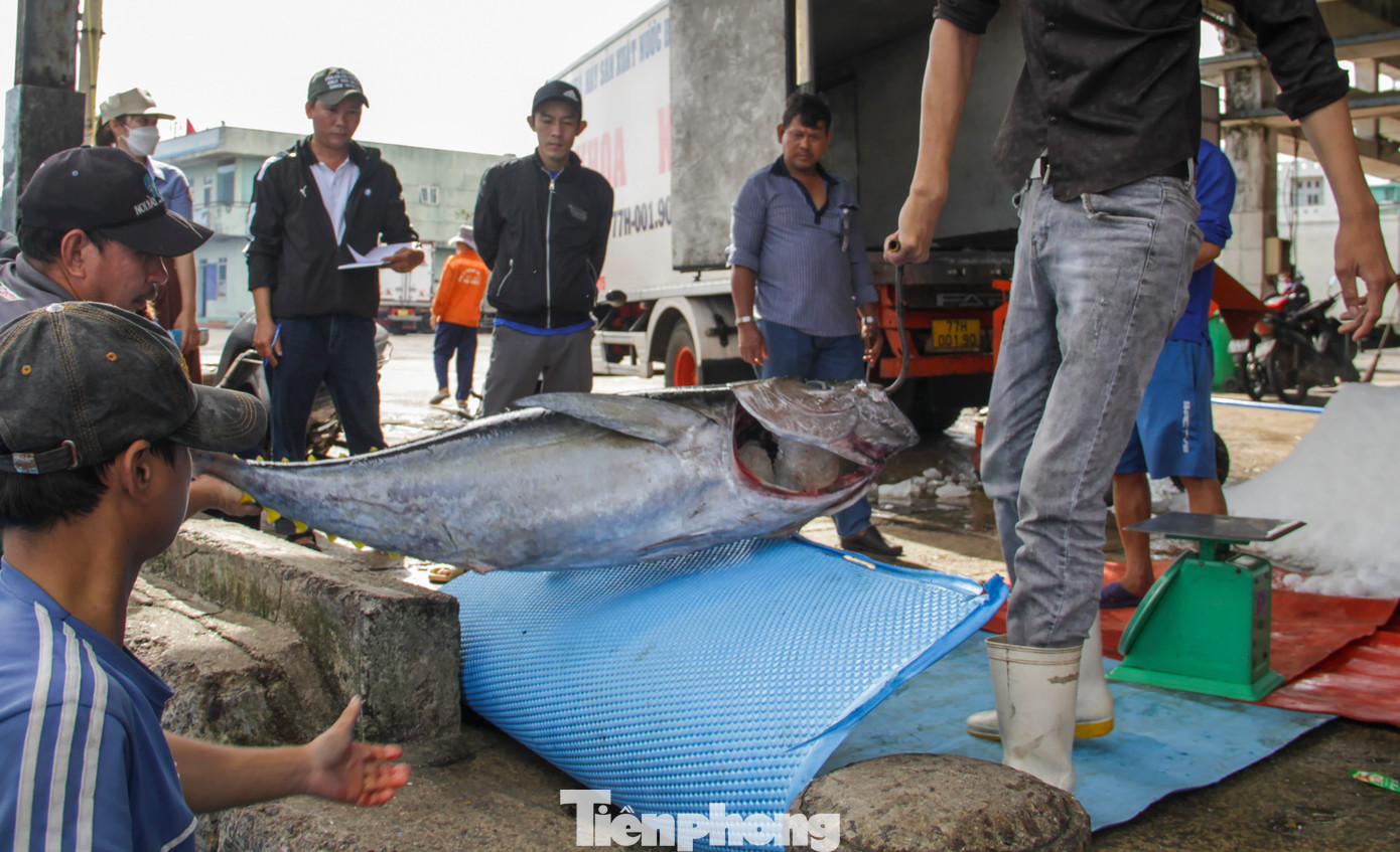 Cũng theo Sở NN&amp;PTNT Bình Định, sản lượng thủy sản tháng 1/2023 ước đạt 15.959 tấn, giảm 18% so cùng kỳ. Riêng khai thác cá ngừ đại dương năm nay do ảnh hưởng không khí lạnh và trùng với tháng Chạp và Tết Nguyên đán, nên sản lượng thấp hơn so với cùng kỳ, ước đạt 1.169 tấn, giảm 13,4%. Ảnh: Trương Định