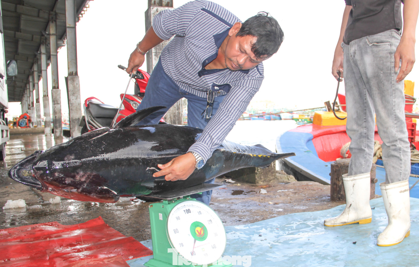 Những con cá ngừ đại dương lớn được ngư dân đánh bắt được trong chuyến biển xuyên Tết. Ảnh: Trương Định