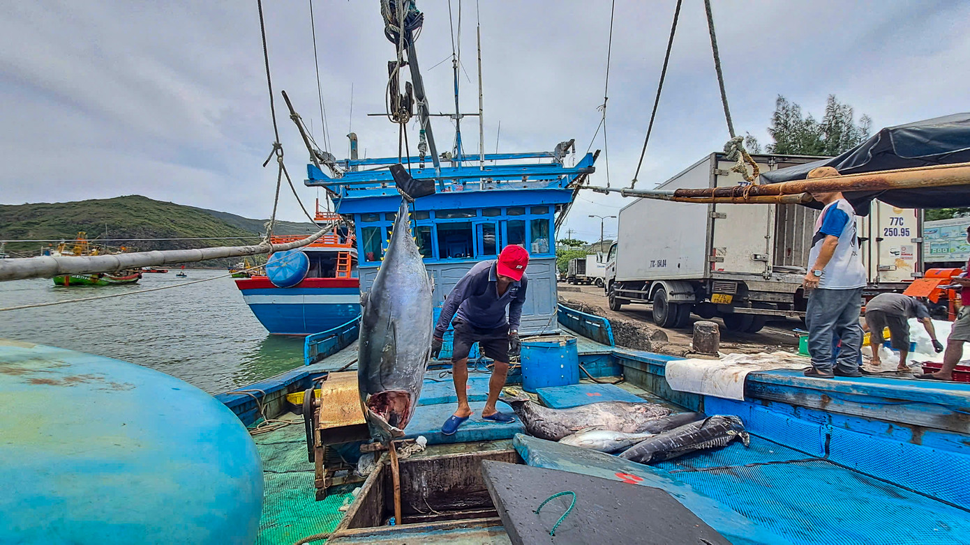 Sau chuyến biển đánh bắt gần 1 tháng ở vùng biển Trường Sa, tàu BĐ 97998 TS (thị xã Hoài Nhơn) chỉ mang về được 20 con cá ngừ đại dương - loại cá có giá trị kinh tế cao. Dù không đong đầy hầm cá như những lần trúng lớn trước, các ngư dân cũng tất bật “khui hầm”, phân loại và bán cá ngay trên bến cảng. Ảnh: Trương Định