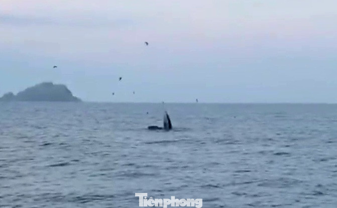 Hình ảnh cá voi lớn há miệng ngoi lên mặt nước được người dân ghi lại. Ảnh cắt từ clip