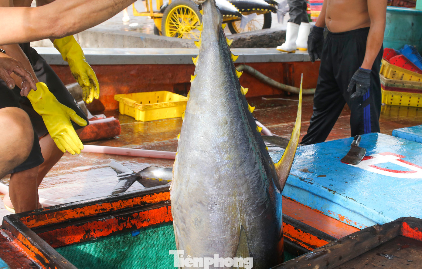 Bình Định là một trong những địa phương có truyền thống khai thác hải sản lâu đời với đội tàu đánh bắt thủy sản hùng hậu, gồm khoảng 5.000 tàu cá được cấp phép khai thác thủy sản. Bình Định cũng một trong những tỉnh có hàng cá ngừ, cá kiếm xuất khẩu rất nhiều. Ảnh: Trương Định.