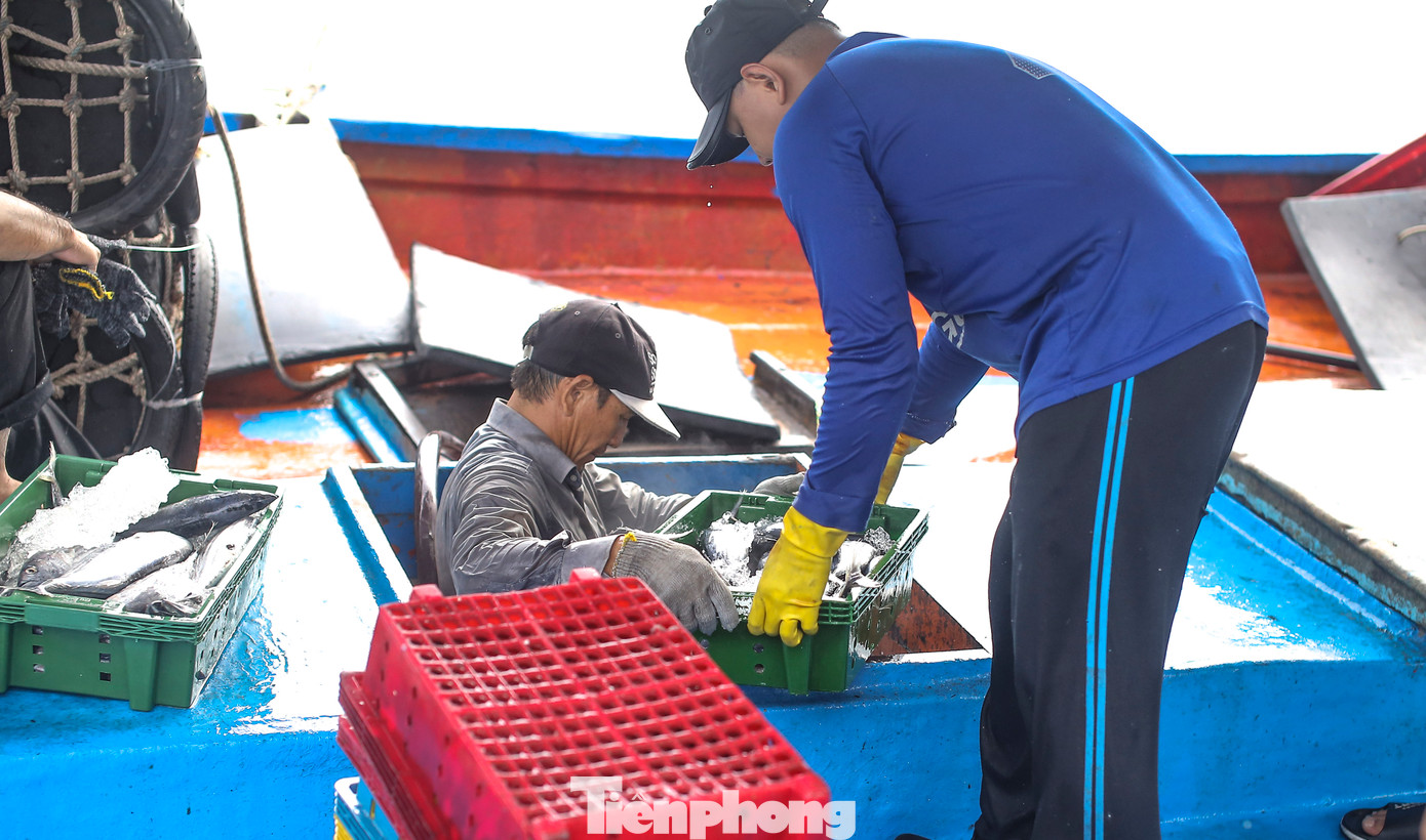 Tại Cảng cá Quy Nhơn, mỗi ngày nhiều tàu cá ngư dân trong tỉnh tấp nập cập cảng để xuất bán cá ngừ sọc dưa. Ảnh: Trương Định.