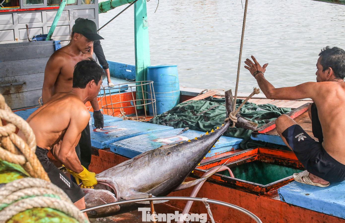 Sau chuyến biển hơn 20 ngày đánh bắt ở vùng biển Trường Sa, tàu BĐ-97665-TS ở thị xã Hoài Nhơn (Bình Định) mang về 33 con cá ngừ đại dương. Cá được ngư dân bảo quản với đá lạnh rất kỹ, nên giữ được chất lượng tốt. Ảnh: Trương Định.