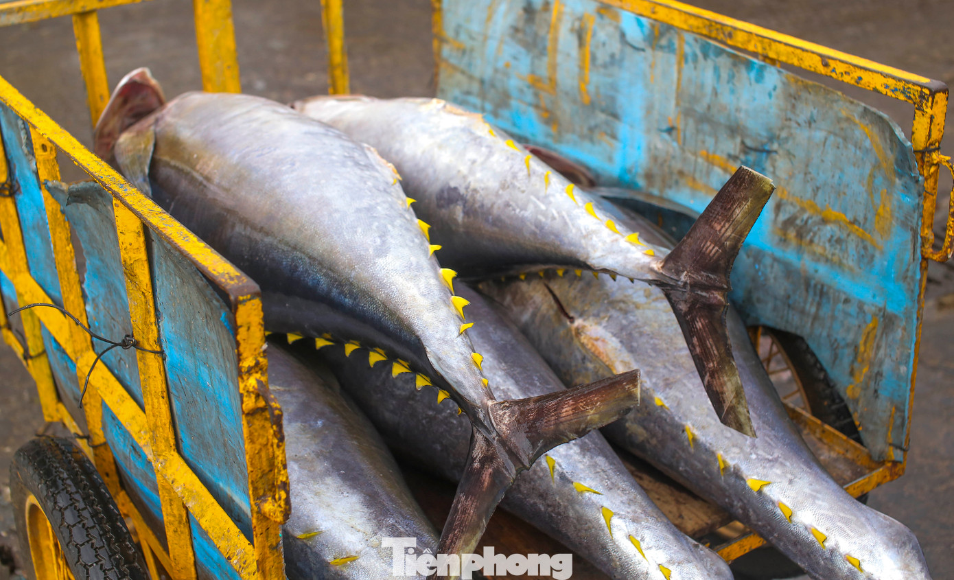 Theo ngư dân, mỗi con cá ngừ đại dương có trọng lượng 40-50 kg. Chuyến biển này sản lượng trung bình đạt khoảng hơn 1,2 tấn. Giá cá ngừ đại dương hiện tại dao động từ 80.000 - 90.000 đồng/kg. Tuy giá không cao nhưng là thu nhập tạm ổn để chuẩn bị cho một chuyến biển mới. Ảnh: Trương Định.
