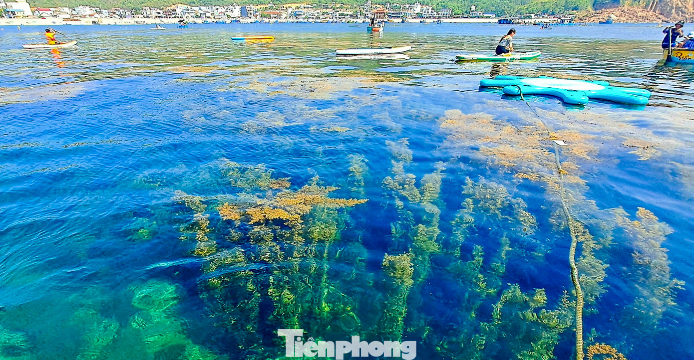 Những lớp rong mơ vàng óng, qua làn nước biển trong vắt như gương tạo nên một khung cảnh tuyệt đẹp. Ảnh: Trương Định.