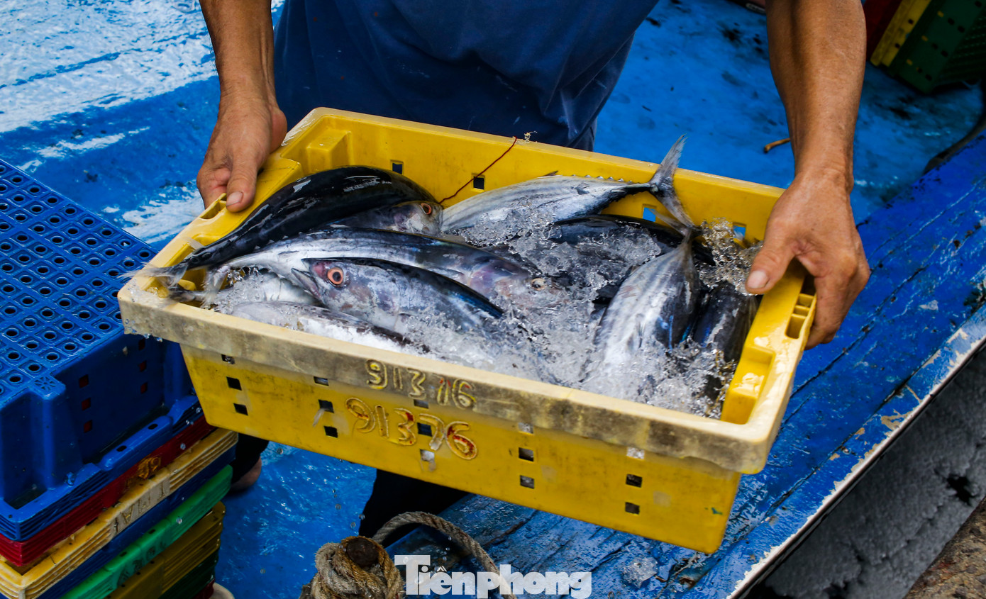 Đang tất bật bốc cá lên bờ bán cho thương lái để chuẩn bị cho chuyến biển mới, ngư dân trên tàu BĐ-98665-TS ở thị xã Hoài Nhơn cho biết, hiện tại đang vào mùa cá ngừ sọc dưa nên ngư dân rất phấn khởi. Chuyến này sau 20 ngày đánh bắt ở Trường Sa, tàu được 15 tấn cá. Đội tàu gồm 3 chiếc thường xuyên cập cảng để bán cá. Ảnh: Trương Định.