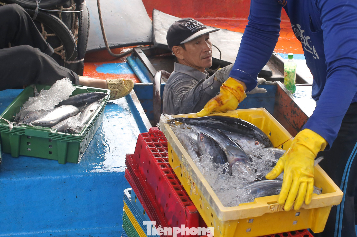 Đang tất bật bốc cá lên bờ bán cho thương lái để chuẩn bị cho chuyến biển mới, ngư dân trên tàu BĐ-98665-TS ở thị xã Hoài Nhơn cho biết, hiện tại đang vào mùa cá ngừ sọc dưa nên ngư dân rất phấn khởi. Chuyến này sau 20 ngày đánh bắt ở Trường Sa, tàu được 15 tấn cá. Đội tàu gồm 3 chiếc thường xuyên cập cảng để bán cá. Ảnh: Trương Định.