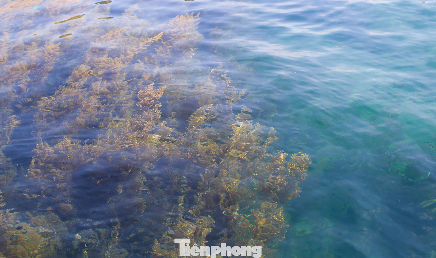 Nhơn Hải là xã bãi ngang nằm trong vùng bán đảo Phương Mai thuộc TP. Quy Nhơn, có chiều dài bờ biển 15 km. Nơi đây từ lâu đã nổi tiếng với bãi biển đẹp, những bãi rạn san hô được bảo tồn còn nguyên vẹn. Vùng biển nơi đây là khu vực mang tính đặc trưng về đa dạng sinh học. Theo người dân, nhờ môi trường biển sạch và được bảo vệ nên rong mơ nơi đây phát triển nhiều, nhờ vậy tạo được nét đẹp riêng. Ảnh: Trương Định.