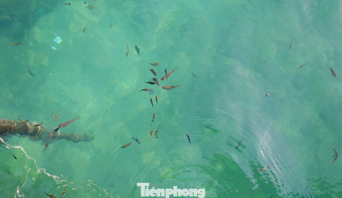 Nhơn Hải là xã bãi ngang nằm trong vùng bán đảo Phương Mai thuộc TP. Quy Nhơn, có chiều dài bờ biển 15 km. Nơi đây từ lâu đã nổi tiếng với bãi biển đẹp, những bãi rạn san hô được bảo tồn còn nguyên vẹn. Vùng biển nơi đây là khu vực mang tính đặc trưng về đa dạng sinh học. Theo người dân, nhờ môi trường biển sạch và được bảo vệ nên rong mơ nơi đây phát triển nhiều, nhờ vậy tạo được nét đẹp riêng. Ảnh: Trương Định.