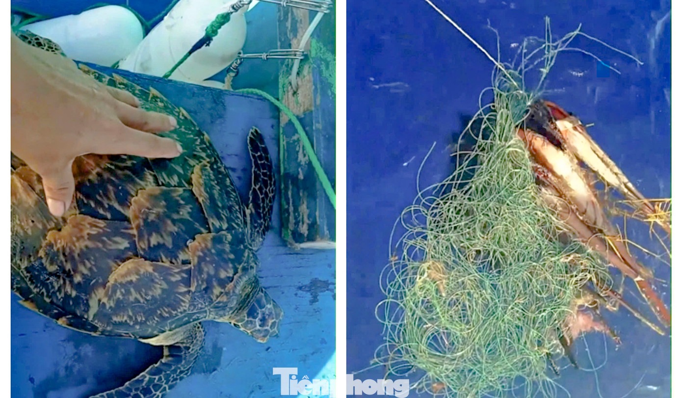 Ngư dân Bình Định phát hiện rùa biển mắc lưới tiến hành cứu hộ và thả về biển. Ảnh: M.T