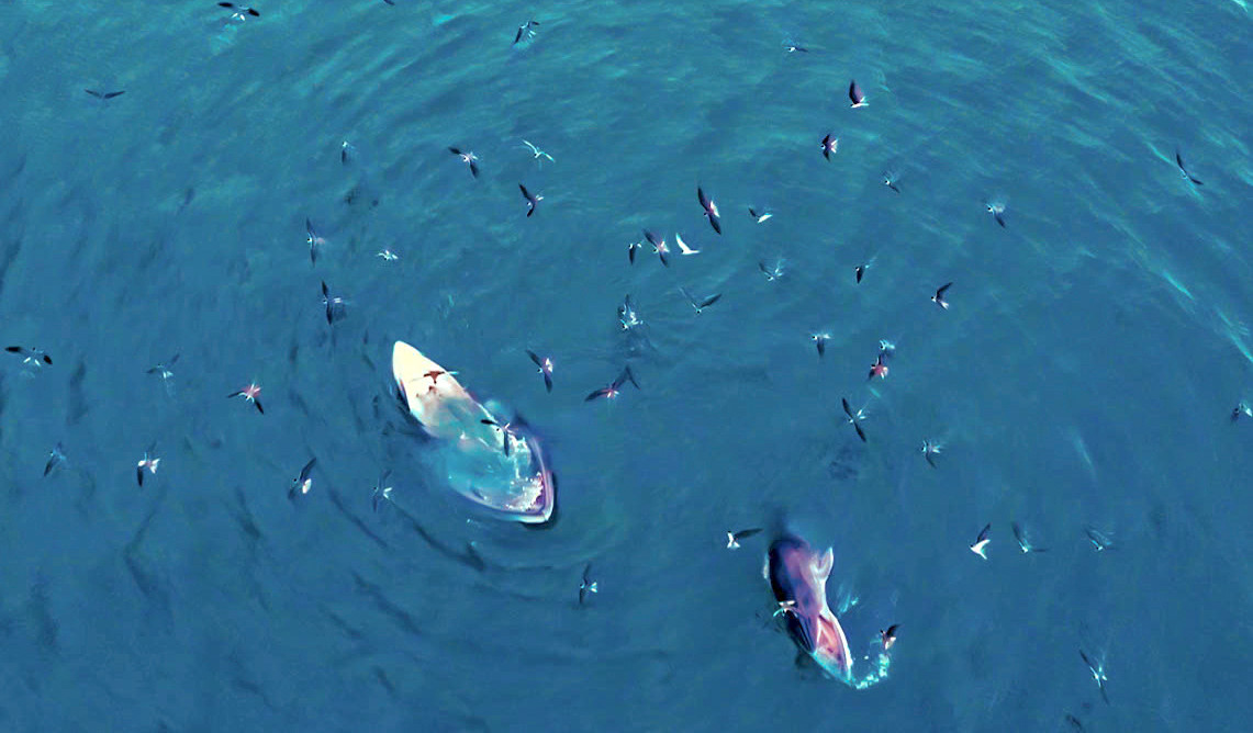 Hình ảnh cặp mẹ con cá voi xuất hiện ở vùng biển Vũng Bồi thuộc xã An Lương, tỉnh Gia Lai. Ảnh: Dũng Nhân