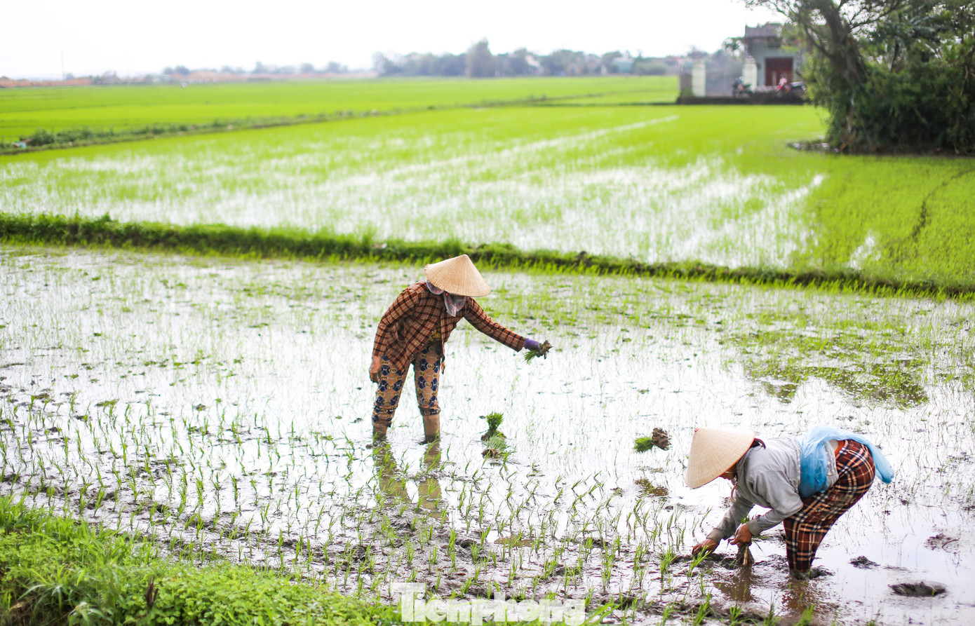 Thay vì gieo sạ lại, một số diện tích người dân mua mạ để dặm, cấy lại. Ảnh: Trương Định.
