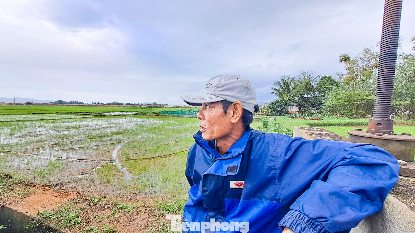 Ông Hồ Văn Trực 60 tuổi, xóm trưởng xóm 4, thôn Mỹ Cang, xã Phước Sơn cho biết toàn bộ cánh đồng của xóm đã sạ lại lần thứ 2. “Cánh đồng này cao hơn những nơi khác nhưng vẫn bị ngập. Gia đình tôi có gần một mẫu ruộng, hôm 12/10 đợt sạ đầu cũng bị ngập, 80 kg lúa giống mất hết. Sau đó tôi phải kéo bừa để sạ lại lần 2, lúa non mới được hơn 10 ngày thì lại gặp mưa lớn, bữa giờ thăm đồng liên tục để tháo nước”, ông nói.