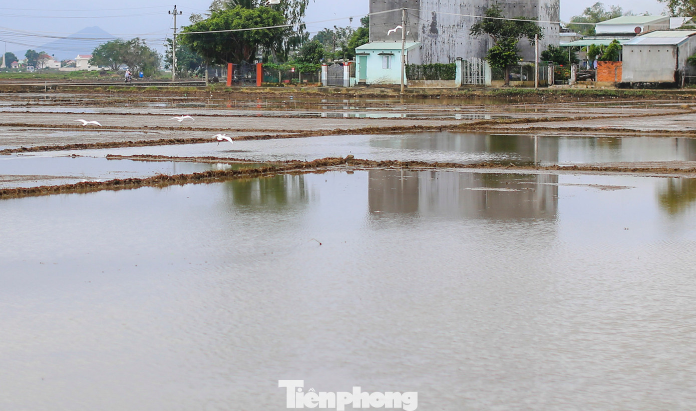 Trong ngày 29/12, qua ghi nhận của PV, một số cánh đồng tại xã Phước Thắng (huyện Tuy Phước) vẫn trong tình trạng ngập úng, nông dân chưa thể xuống giống. Trong khi đó, theo dự báo, thời tiết tại tỉnh Bình Định thời gian tới tiếp tục có mưa. Ảnh: Trương Định.