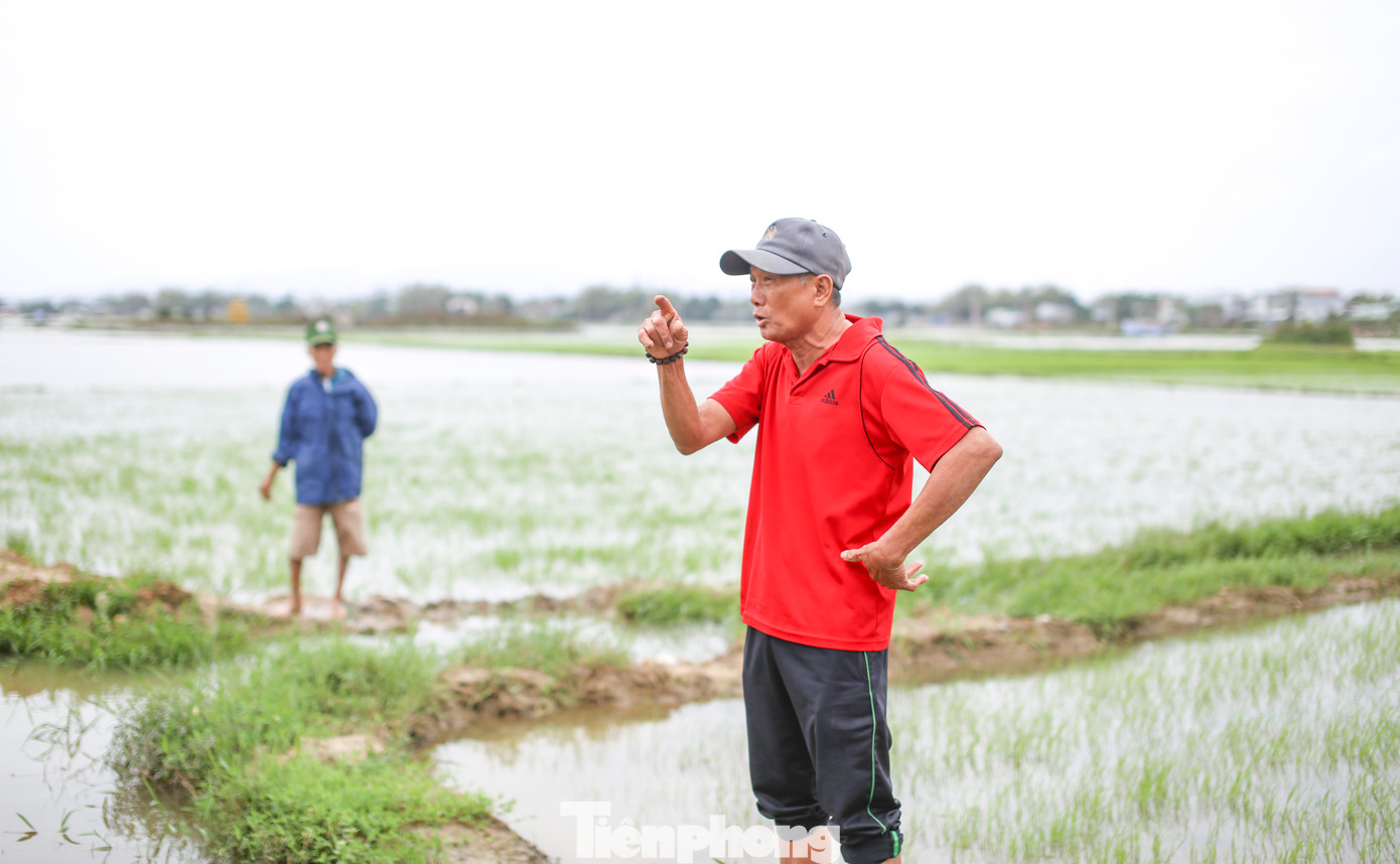 “Vừa xuống giống là gặp mưa ngập hết, lúa không ngóc đầu lên nổi”, ông Trần Đình Sửu 64 tuổi, thôn Bình Lâm, xã Phước Hòa cho biết. 7 sào ruộng của gia đình ông đã sạ tới 2 lần, nhưng hiện giờ vẫn bị ngập úng. Ảnh: Trương Định.