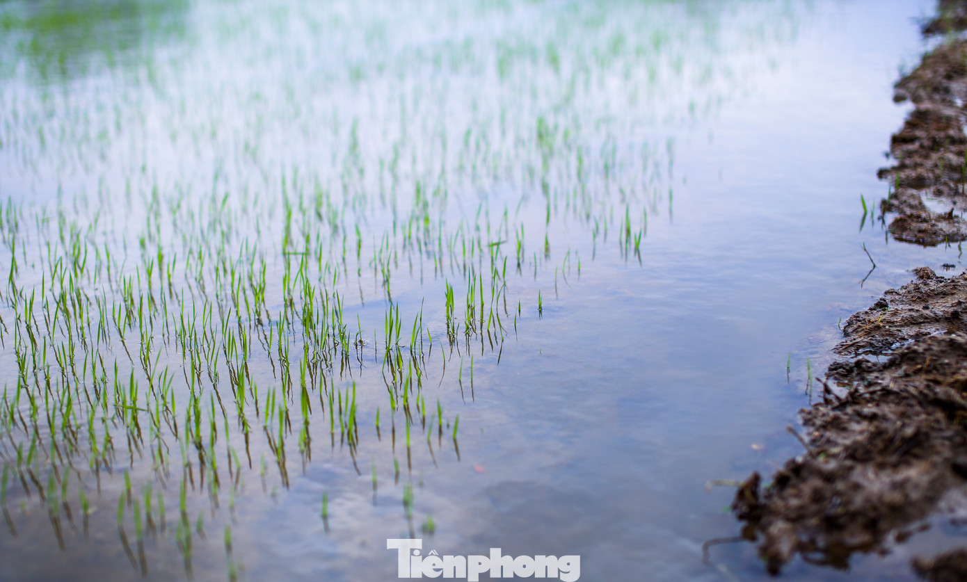 Lúa non ngập trong nước. Ảnh: Trương Định.