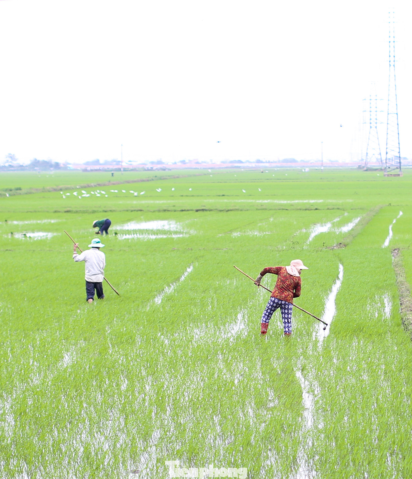 Tranh thủ trời ngớt mưa, nông dân ra đồng chăm sóc lúa, dặm lại. Ảnh: Trương Định.