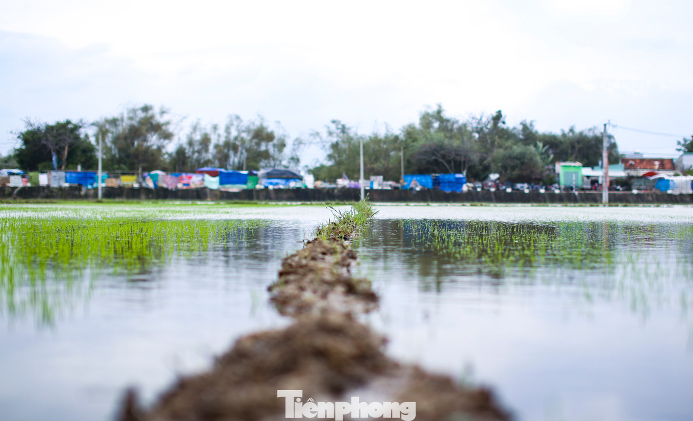 Huyện Tuy Phước được ví như "rốn lũ" của tỉnh Bình Định, bởi đây là vùng trũng, thường xuyên bị ngập nước khi có mưa lớn kéo dài. Từ ngày 10/12, mưa lớn, nước từ thượng nguồn đổ về gây ngập úng tại các xã ven đê Đông của huyện. Qua thống kê, có khoảng 2.000 ha lúa đã gieo sạ thuộc các xã Phước Thuận, Phước Sơn, Phước Hòa, Phước Thắng bị ngập gây chết giống, phải gieo sạ lại. Ảnh: Trương Định.