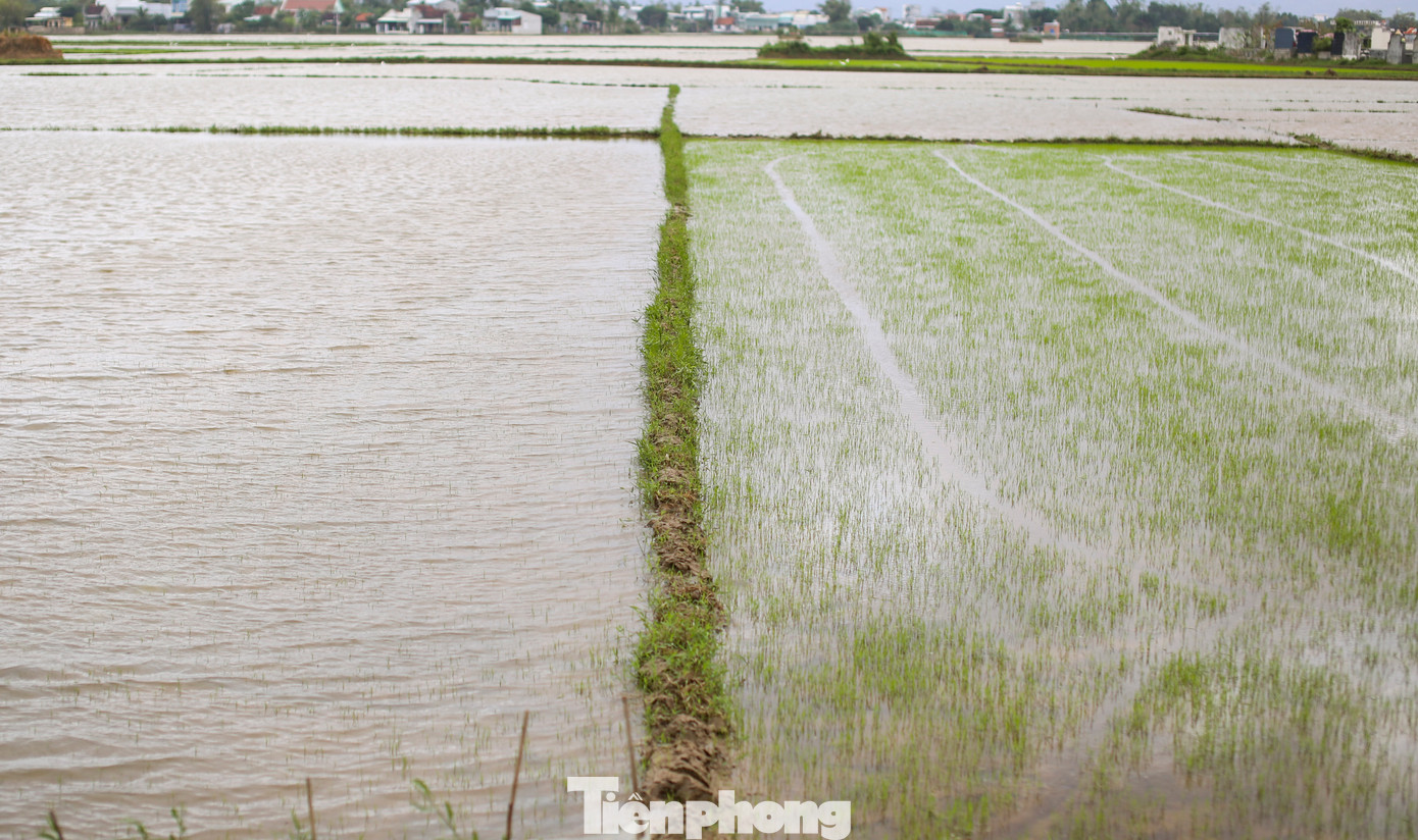 Theo nông dân Bình Định, nếu trời tiếp tục mưa, ruộng chìm trong biển nước thì lúa non không ngóc lên nổi. Rồi cua, ốc cắn phá, lúa sẽ hư hỏng, chết hết. Ảnh: Trương Định.