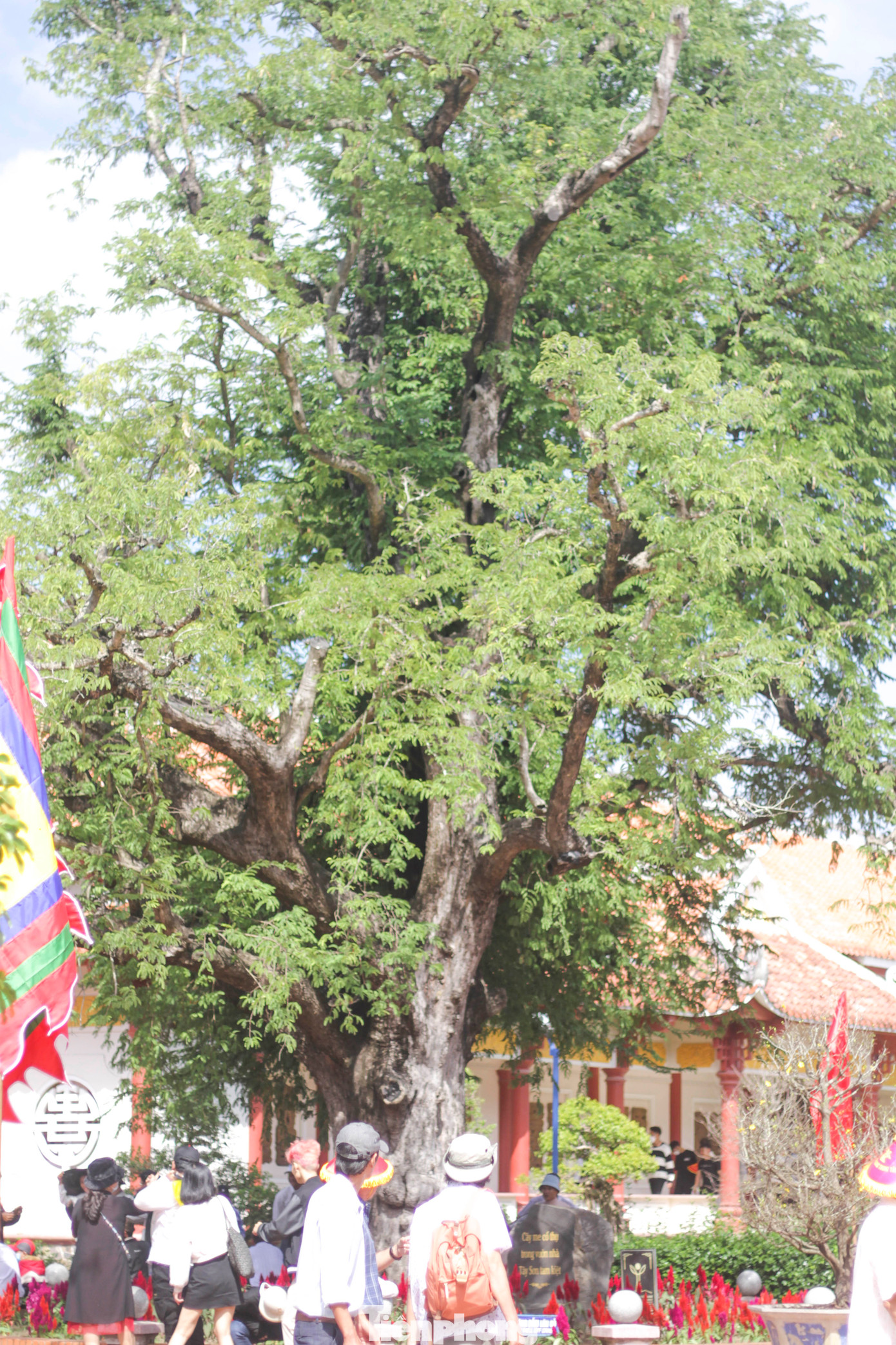 Cây me cổ thụ trong vườn nhà Tây Sơn tam kiệt. Ảnh: Trương Định