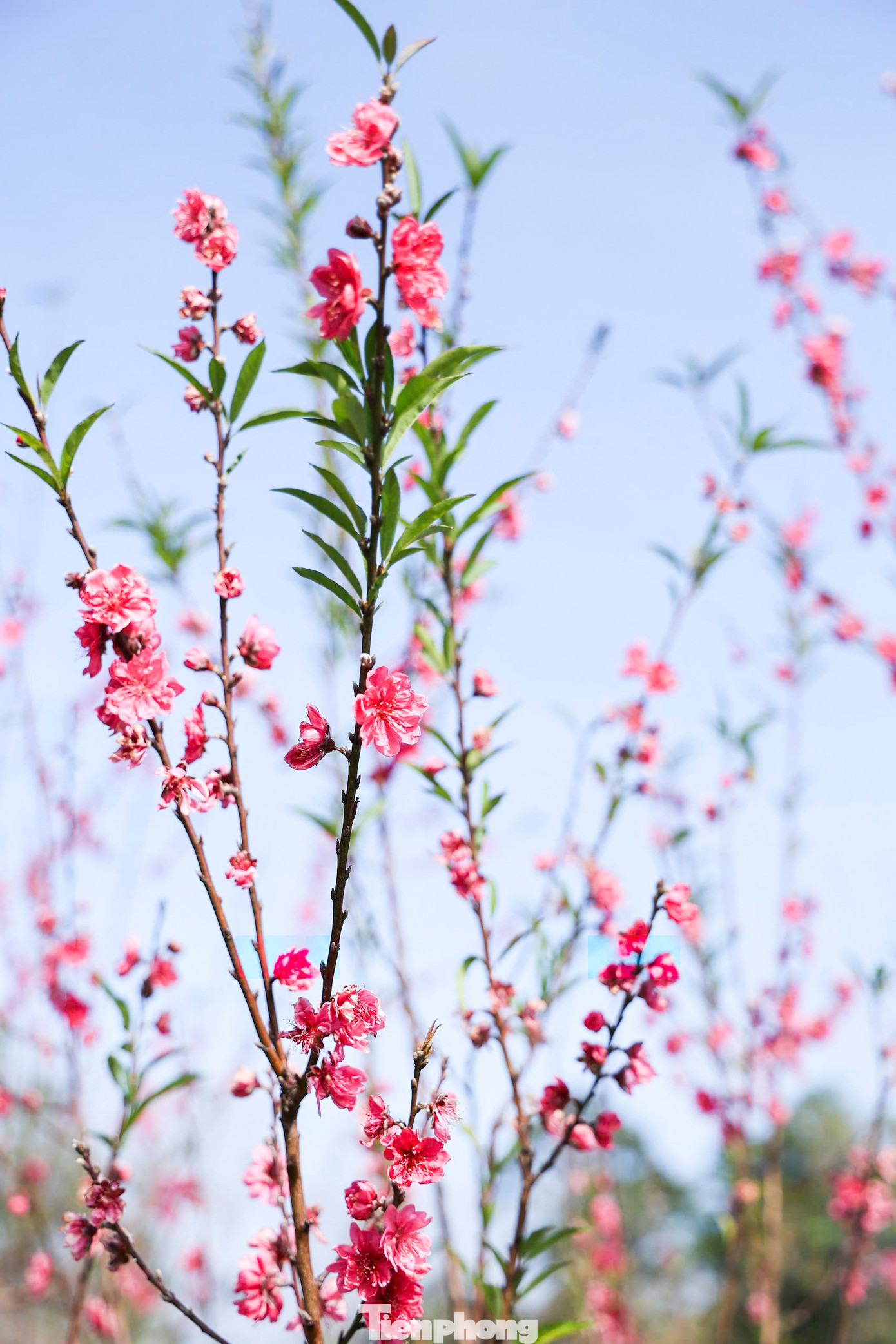 Hoa đào khoe sắc rực rỡ. Hoa đào khoe sắc rực rỡ.