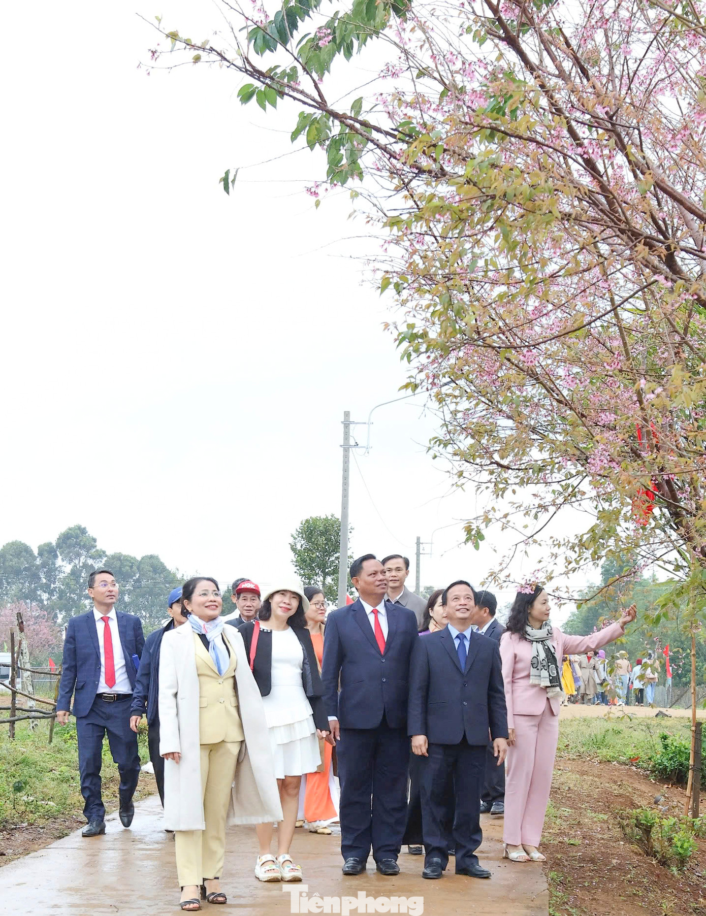 Lãnh đạo tỉnh Bình Định tham quan, ngắm những tuyến đường hoa đào. Lãnh đạo tỉnh Bình Định tham quan, ngắm những tuyến đường hoa đào.