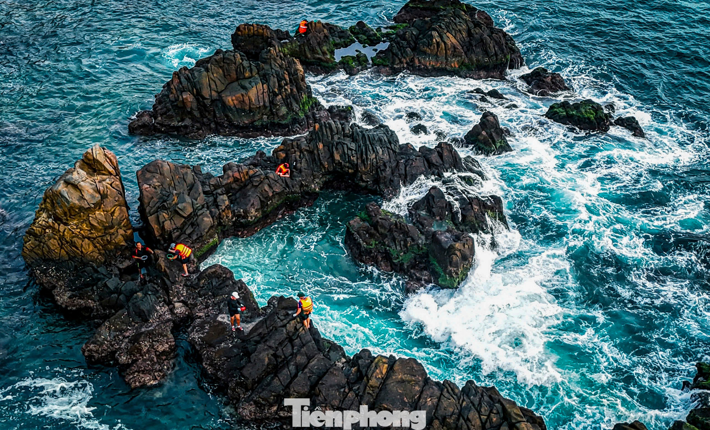 Bao đời nay, người dân tại các vùng biển của tỉnh Bình Định như Cát Tiến, Cát Khánh (huyện Phù Cát); Mỹ An, Vĩnh Lợi (huyện Phù Mỹ) hay Nhơn Lý, Nhơn Hải (TP. Quy Nhơn)... khi phát hiện mứt biển mọc là tranh thủ vượt sóng dữ bơi ra những ghềnh đá xa bờ để khai thác.