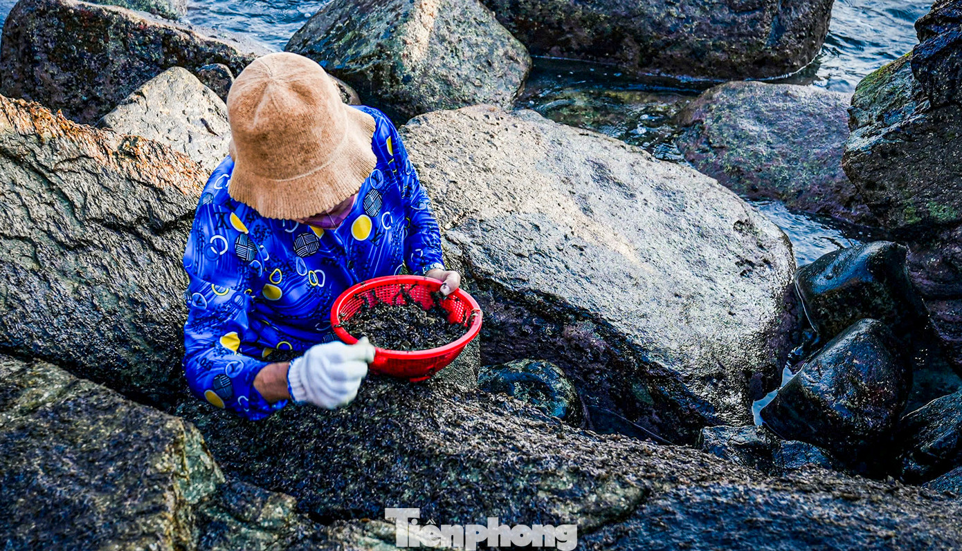 Theo người dân, nếu để qua thêm 1 tháng, khi đó rong biển sẽ già, chuyển sang màu xanh hoặc vàng xanh, lúc ấy rong mứt sẽ không còn giá trị. Do vậy, tranh thủ ngày từ đầu vụ, mọi người đổ xô đi hái "lộc biển" để kiếm thêm thu nhập.