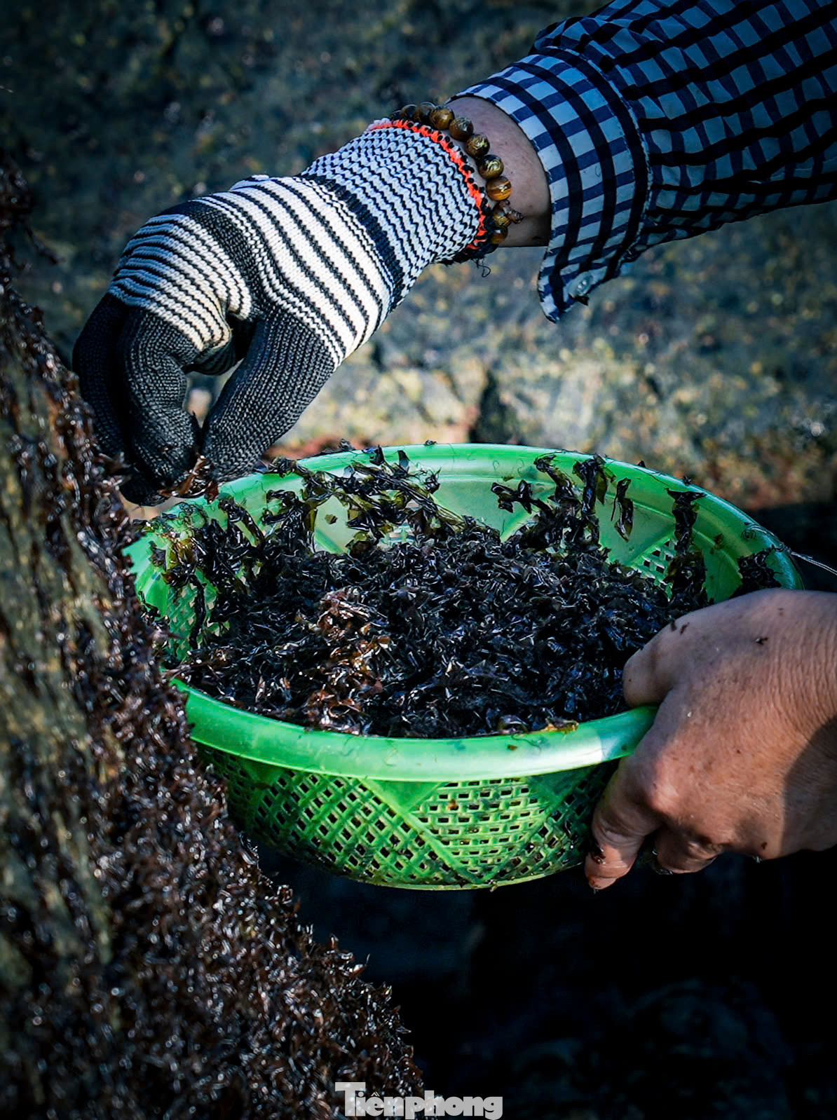 Mứt biển có giá trị kinh tế cao nên người dân vùng biển coi đây là món quà thiên nhiên ban tặng. Ảnh: Dũng Nhân
